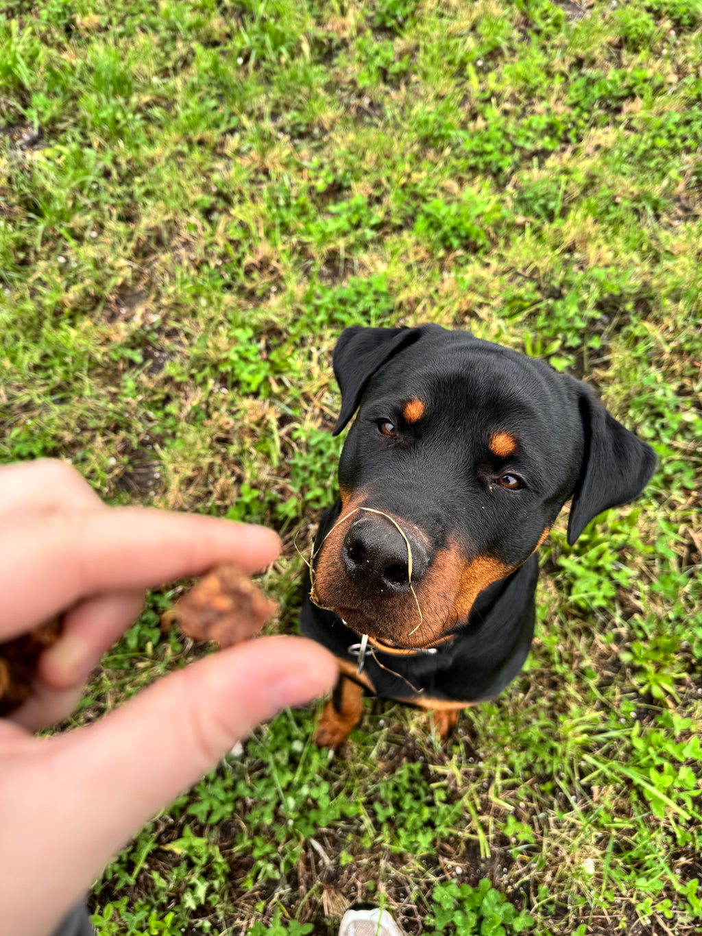 Whesco Tørret Hestekød I Tern