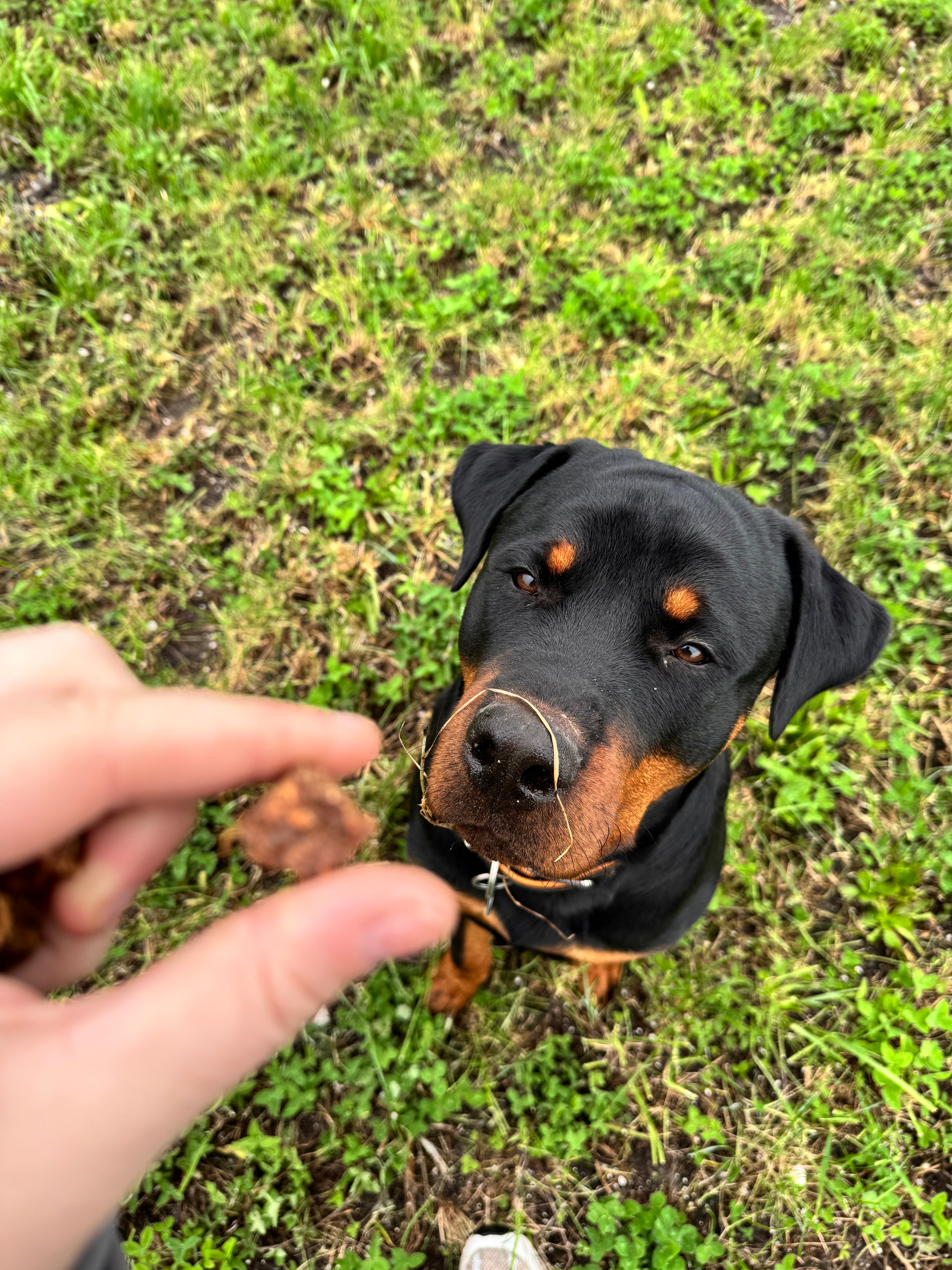 Whesco Tørret Hestekød I Tern