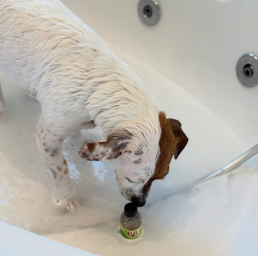 B&B Økologisk 2-i-1 Hundeshampoo med balsameffekt