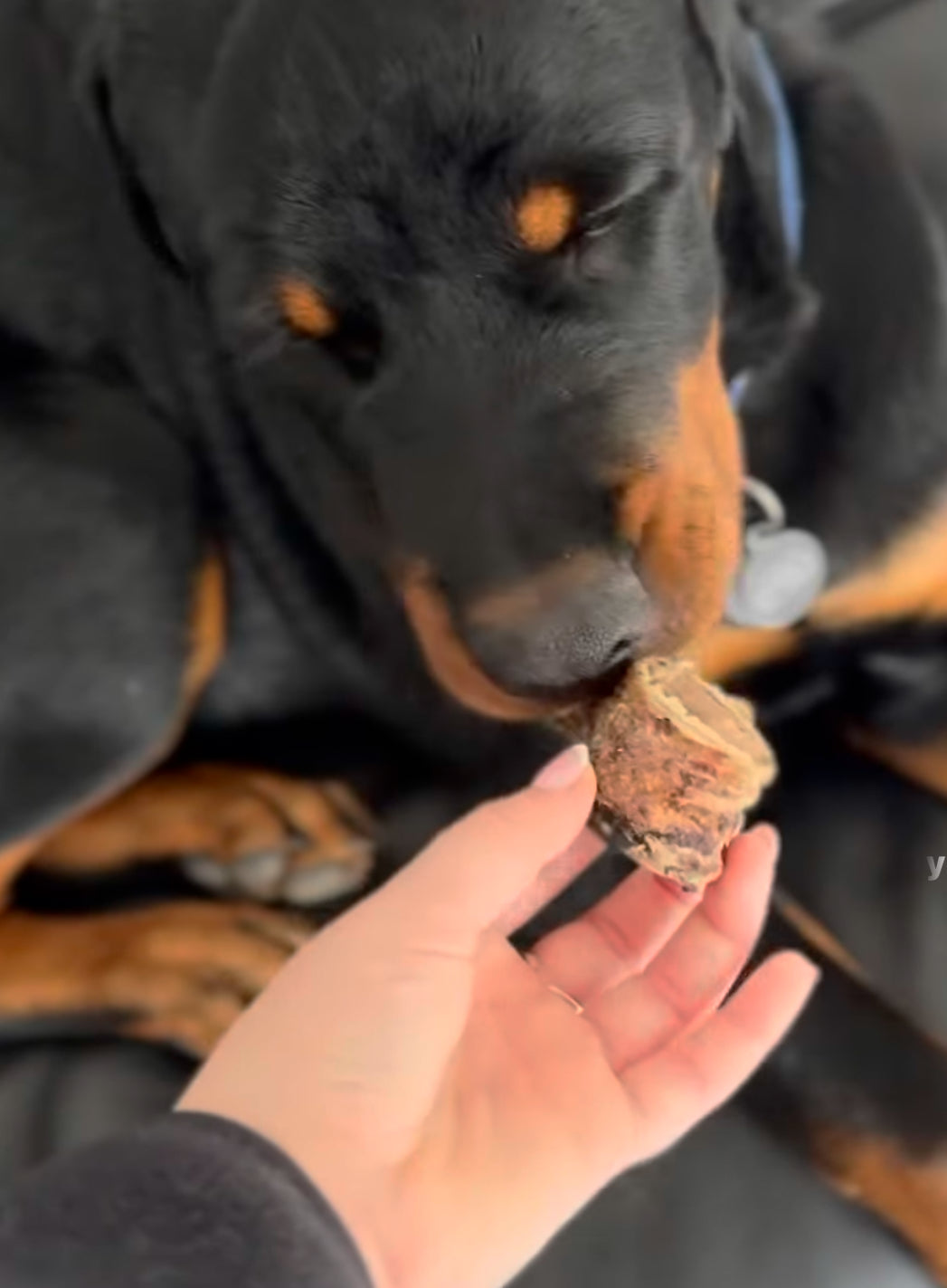 Snack'it Okseluftrør